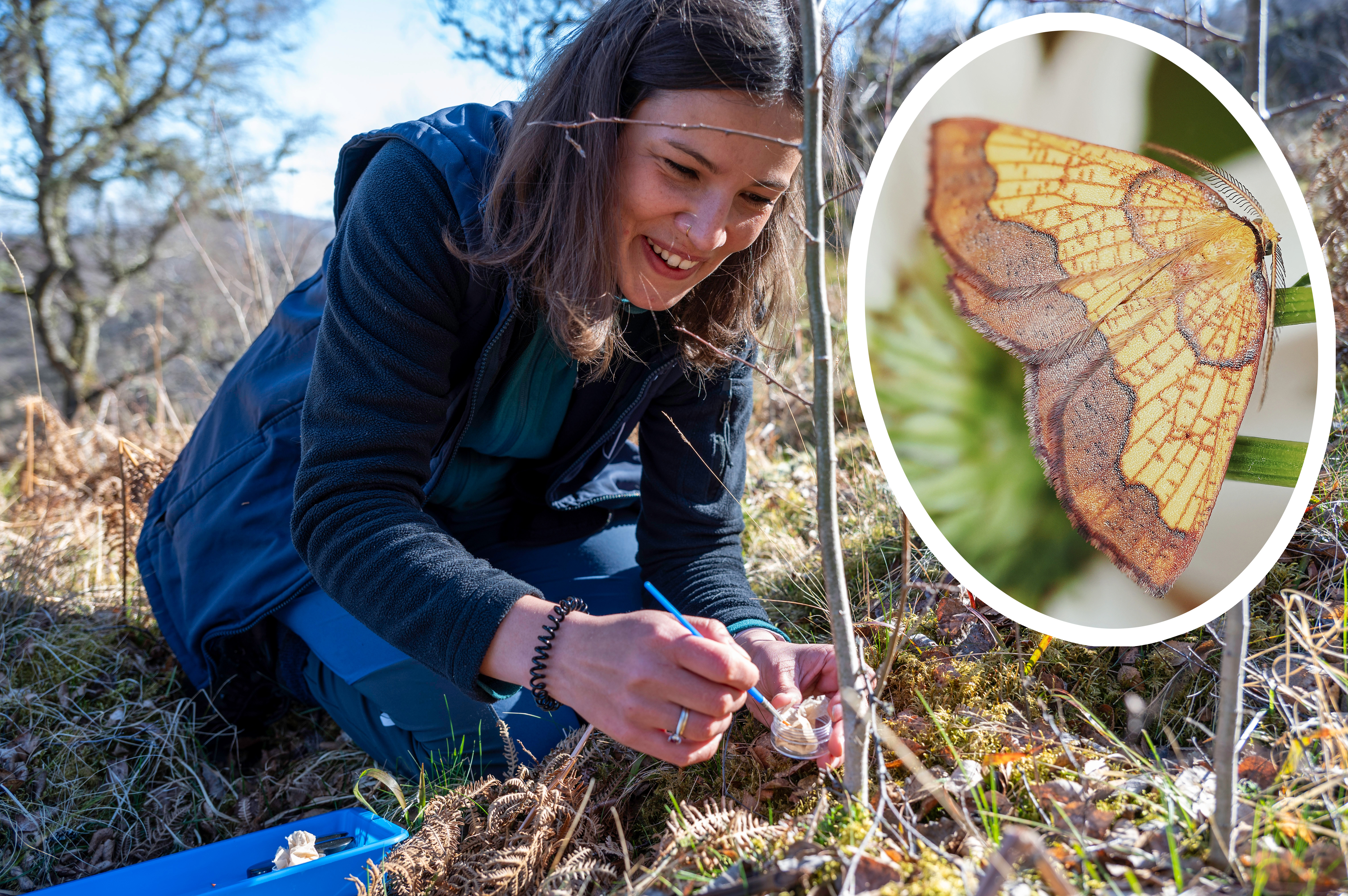 RZSS conservationist planting DBB egg in the Cairngorms