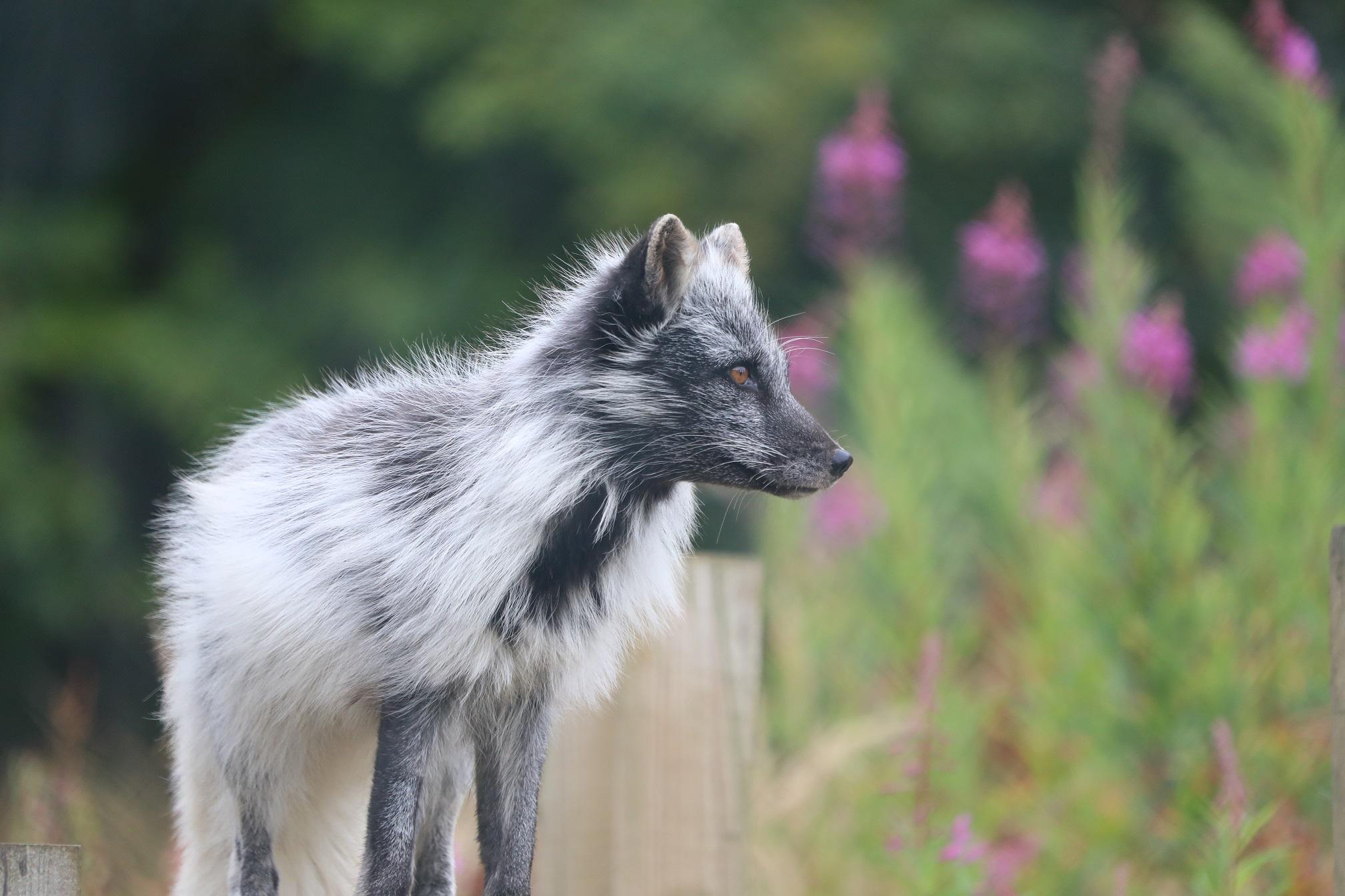 Arctic fox standing amongst grass and purple flowers Image Amy Middleton 2022