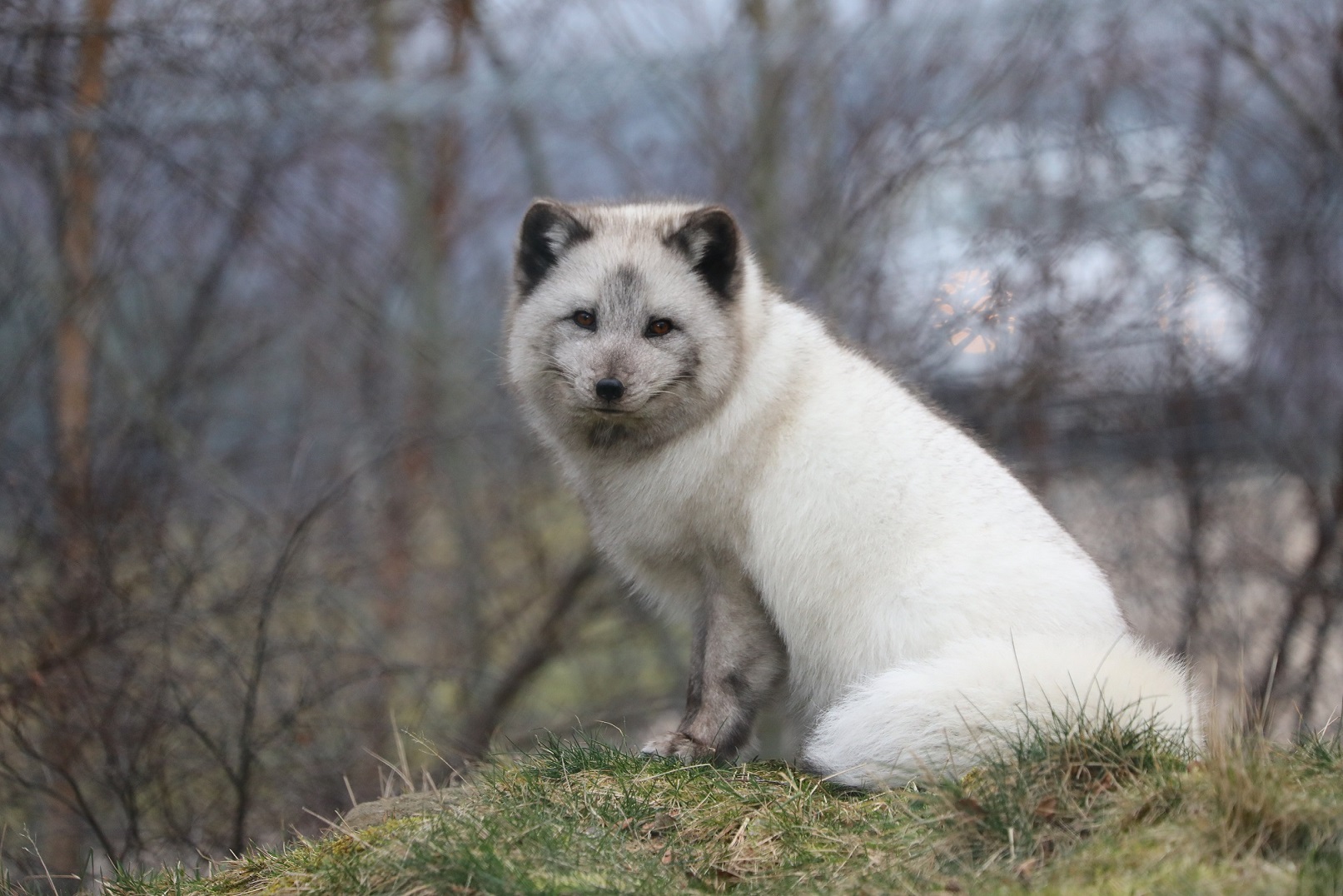 Arctic fox Sarah with white winter coat looking at camera [eye contact] IMAGE: Amy Middleton 2023