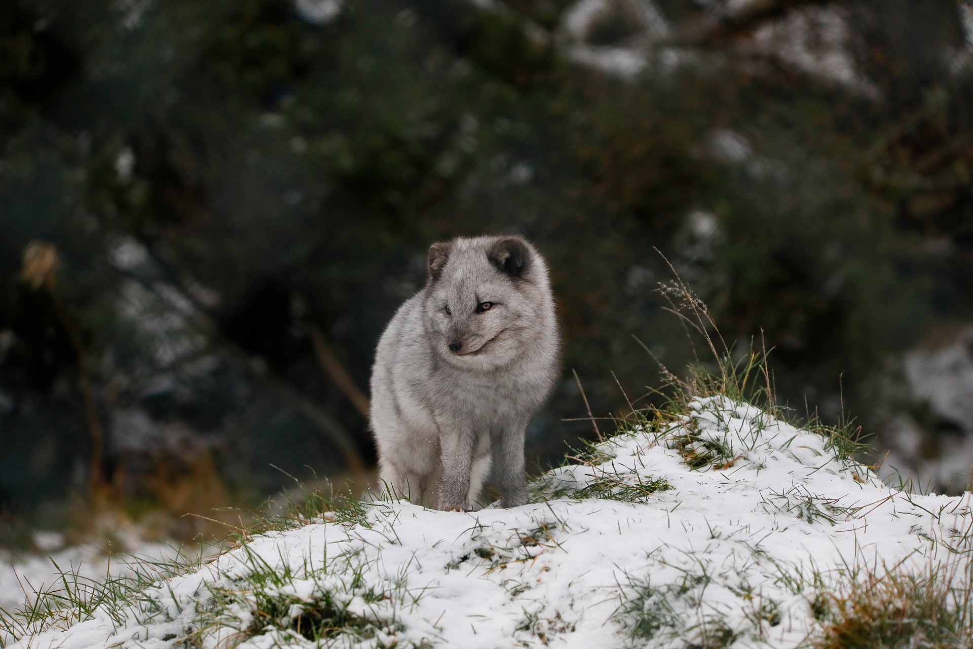 Arctic fox in the snow

IMAGE: Laura Moore 2023