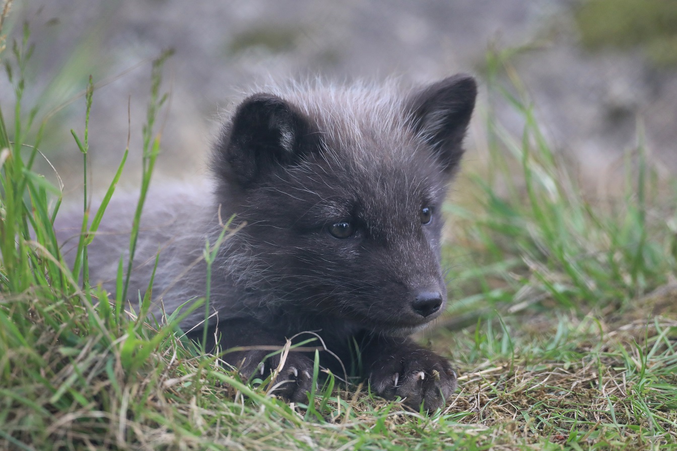 Arctic fox cub

Image Amy Middleton 2023
