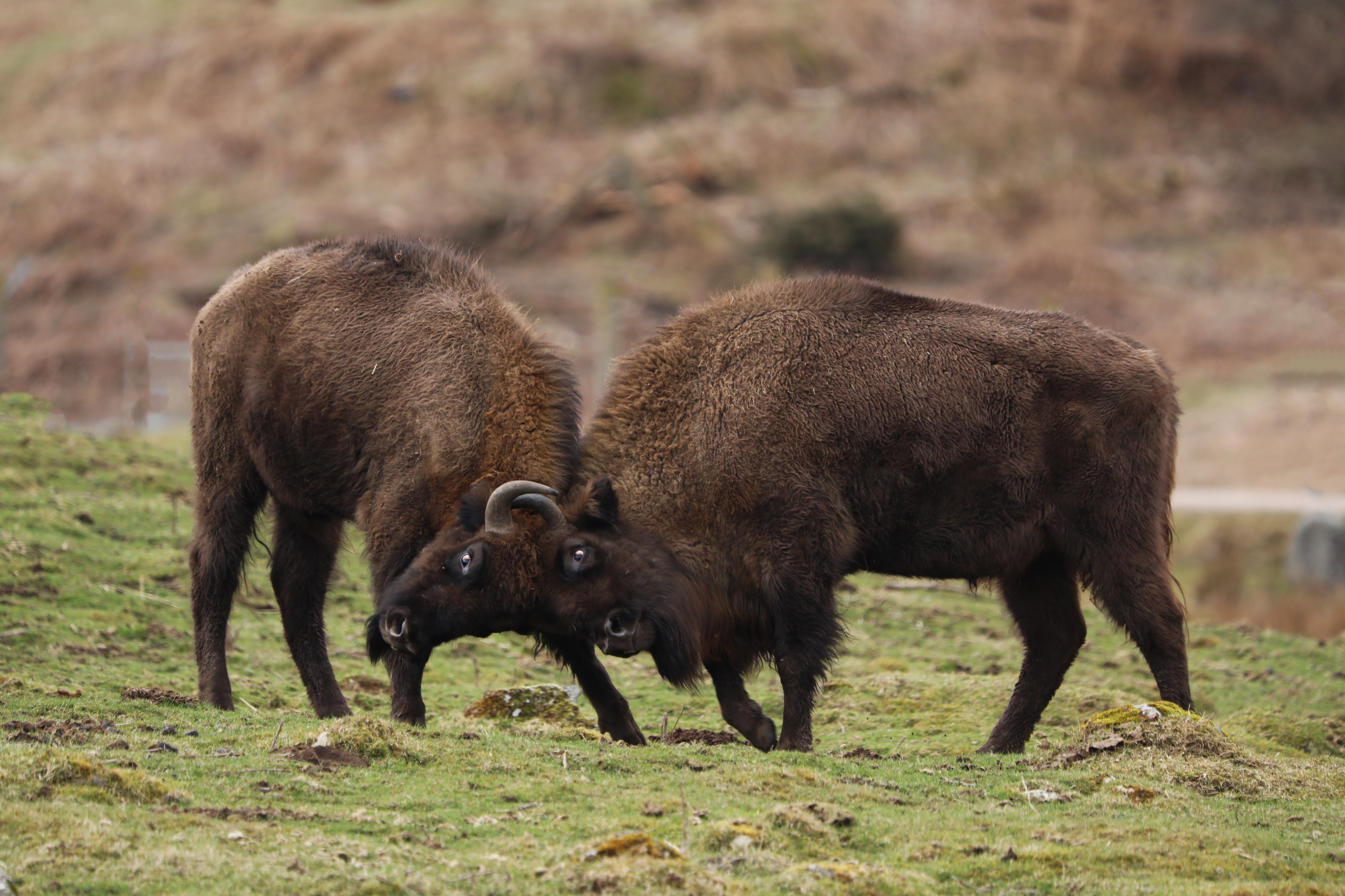 Two bison play fighting 

IMAGE: Laura Moore 2024