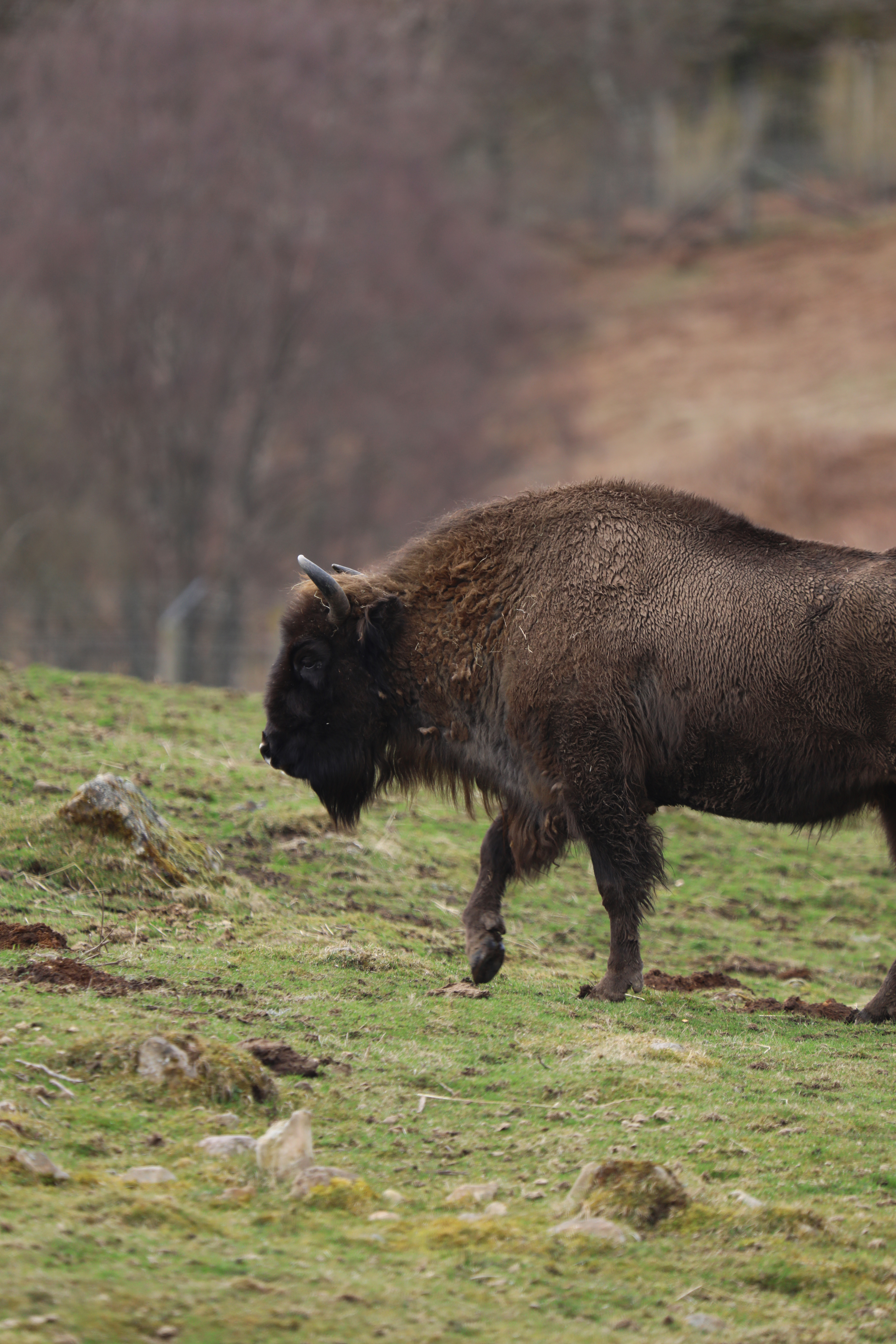 Bison walking
IMAGE: Laura Moore 2024
