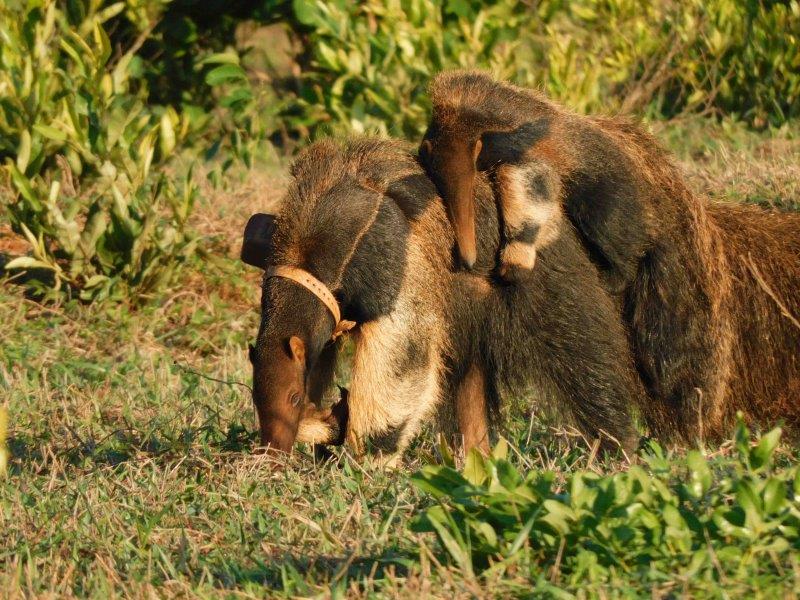 Giant anteater mother with pup on its back in the Brazilian Cerrado Image: ALESSANDRA BERTASSONI ICAS
