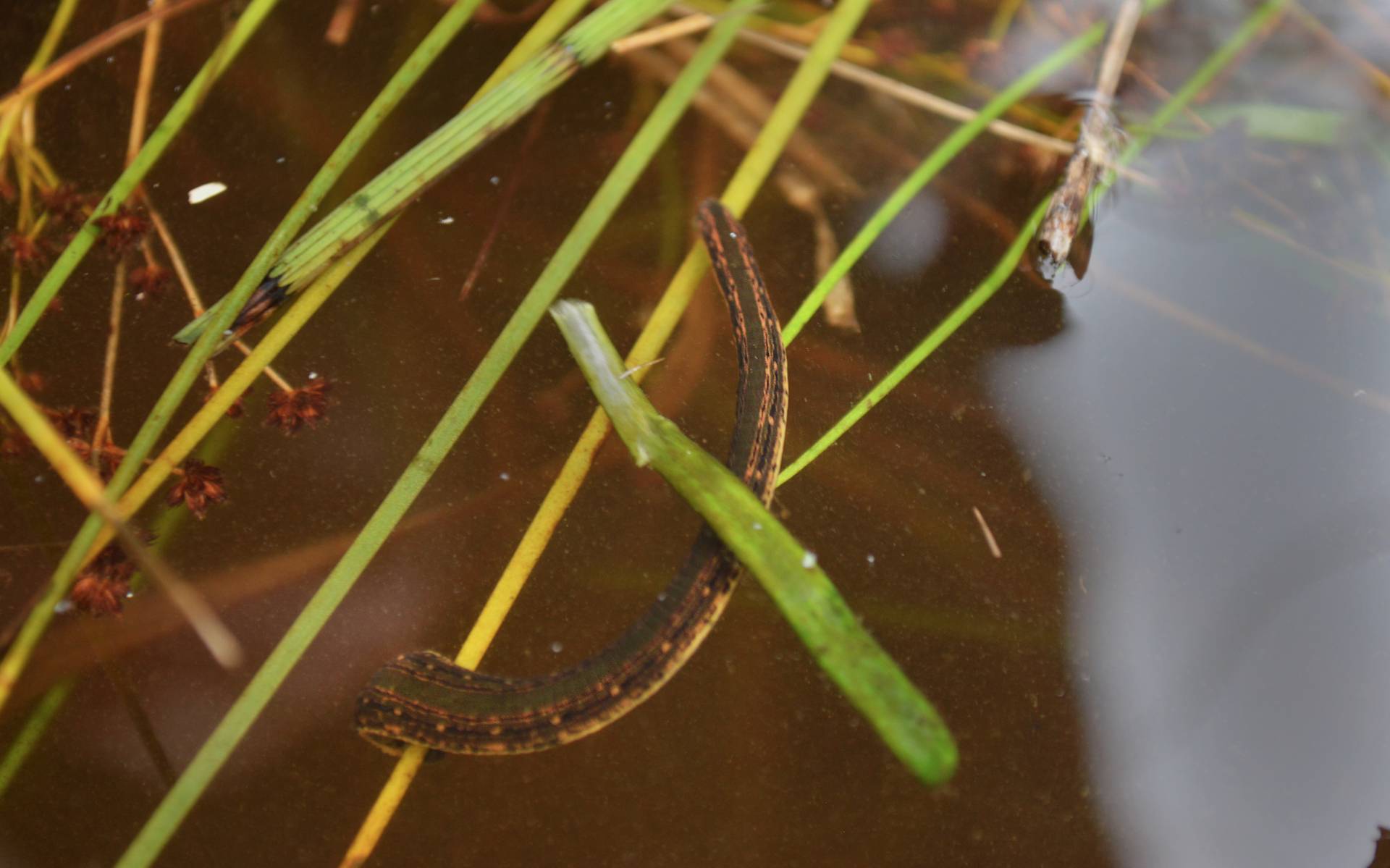 Medicinal leech swimming in water in wild

Image: RZSS CONSERVATION