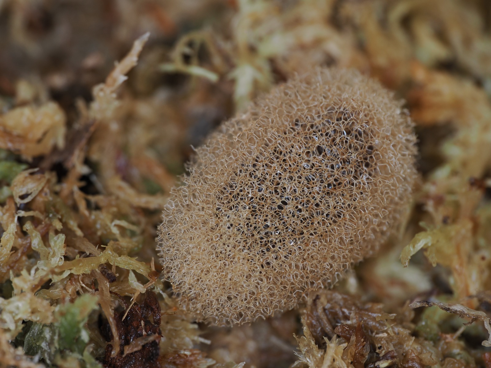 Medicinal leech egg cocoon IMAGE: Georgina Lindsay 2024