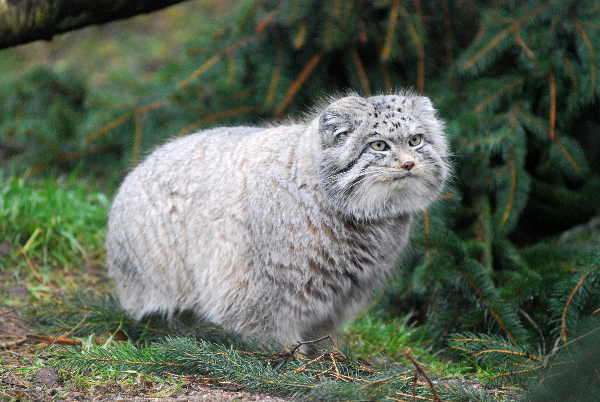 Pallas's cat

IMAGE: JP Orsi