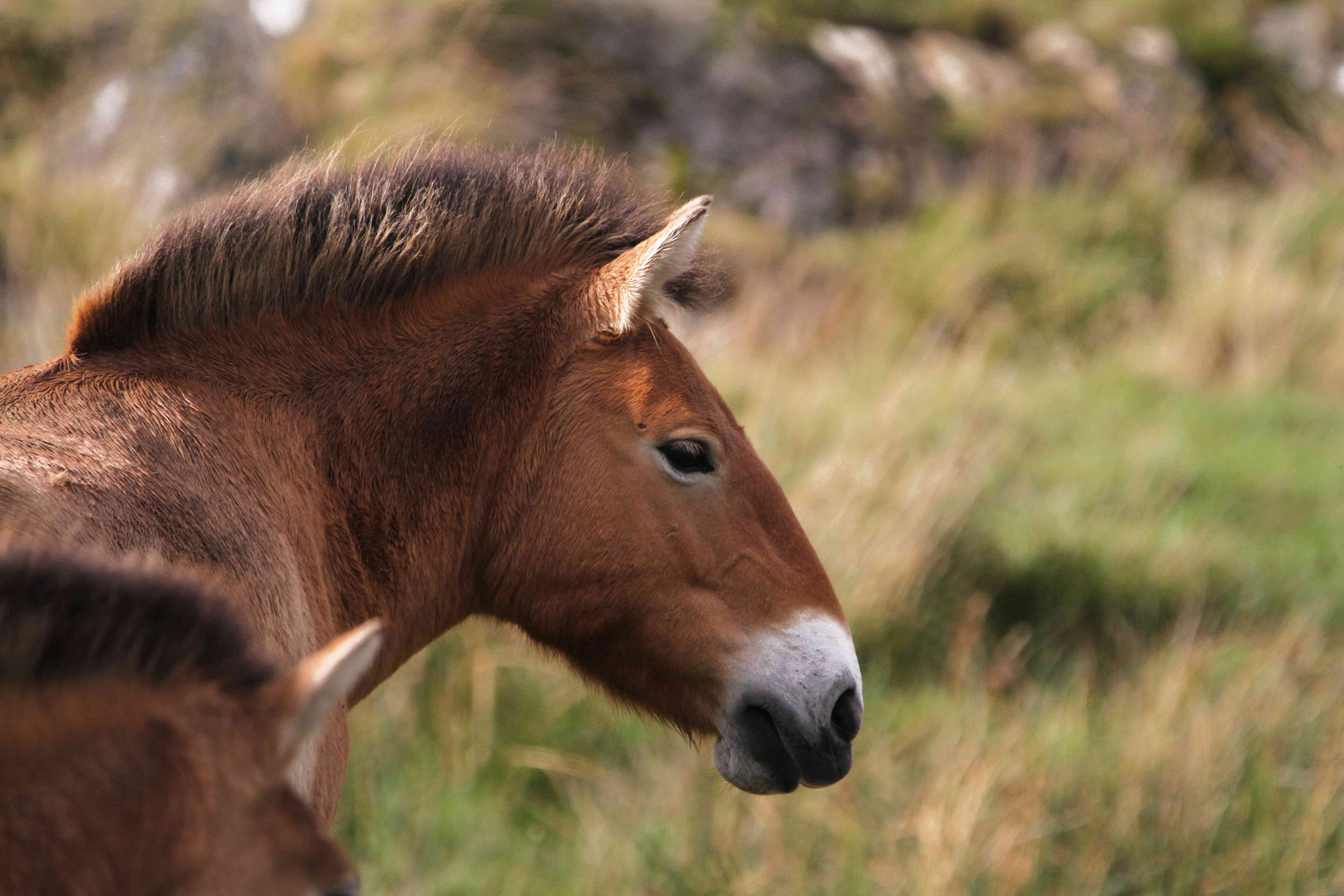 Przewalski's horse profile of head looking to right

Image: LAURA MOORE 2023