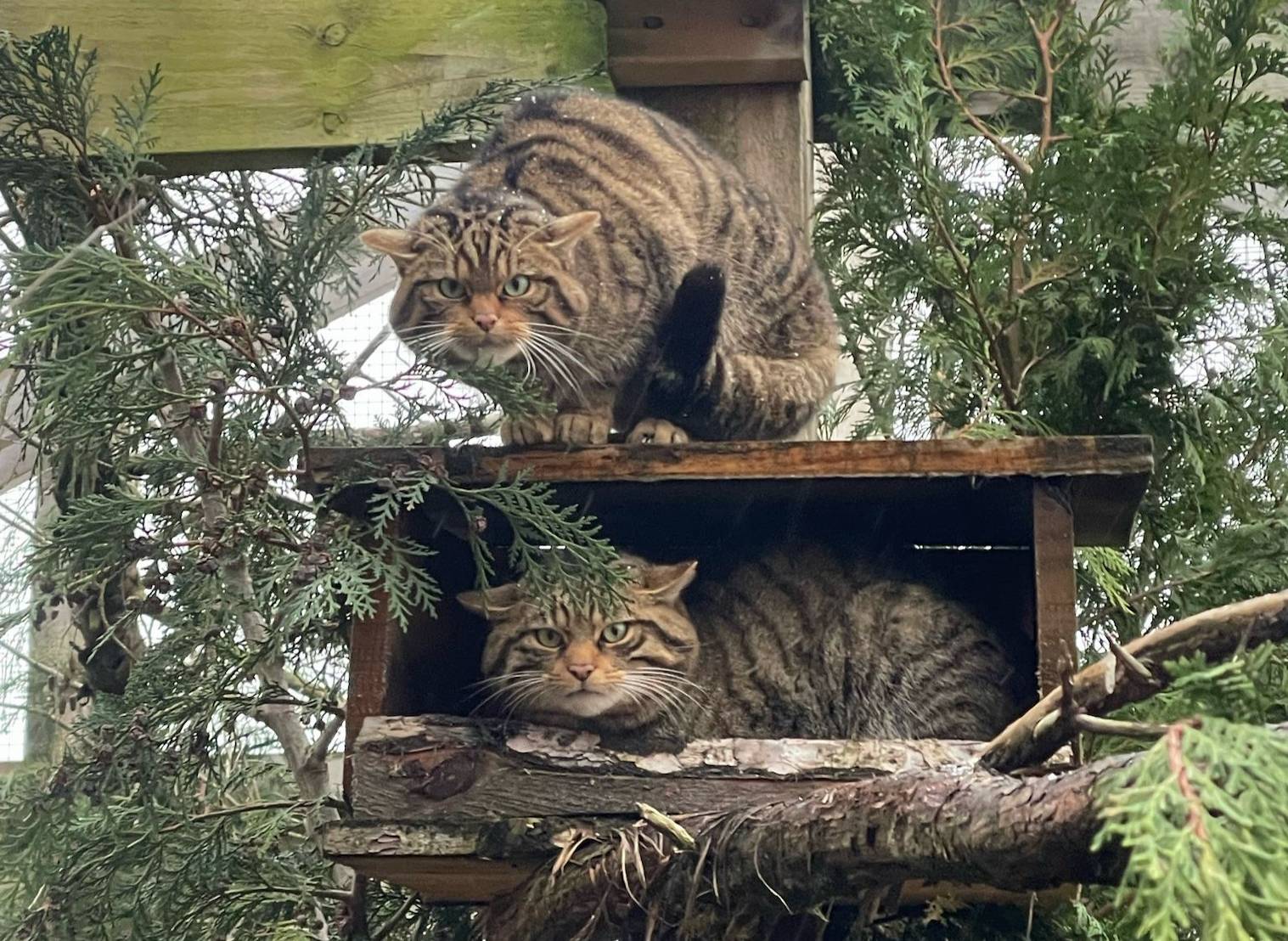 Two wildcats in off show conservation breeding for release camera sitting in and on top of box in enclosure looking toward camera

IMAGE 2024