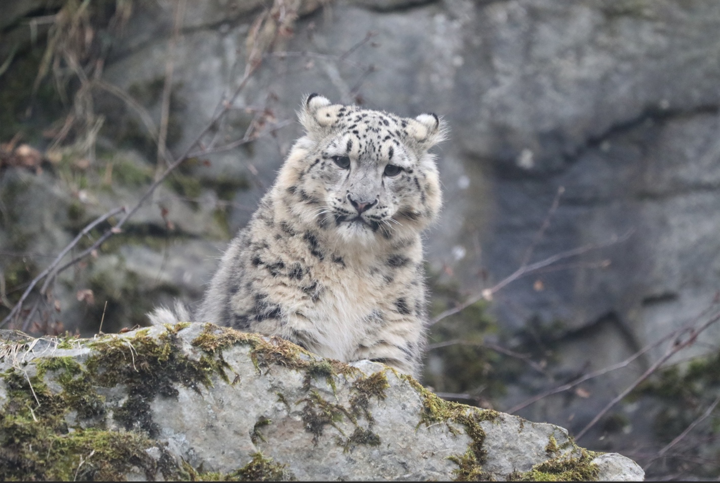 Snow leopard cub sitting on rocky outcrop looking down toward camera

Image: AMY MIDDLETON 2023