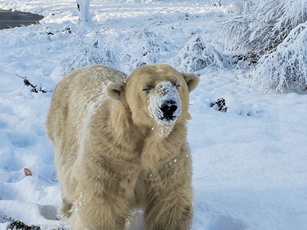 Female polar bear Victoria with snow on her face IMAGE: RZSS