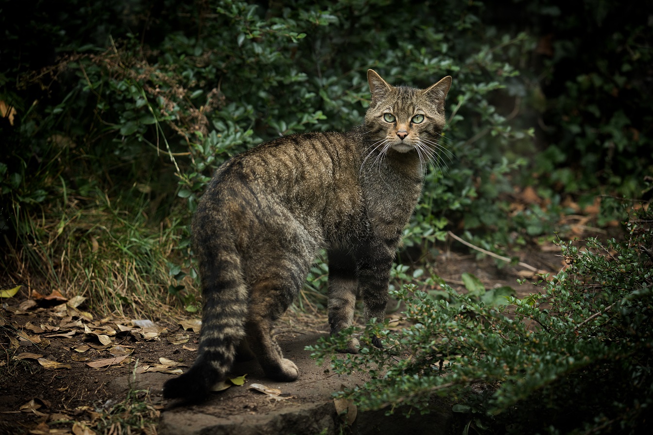 Wildcat full body looking back at camera IMAGE: Laura Moore 2020